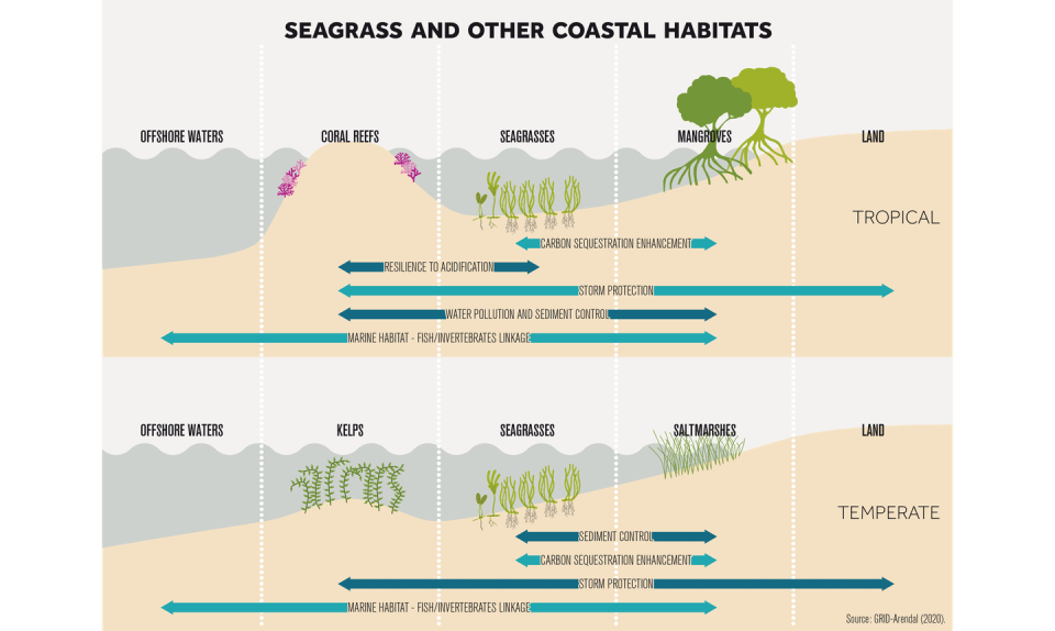 Graphic of seagrasses and other near-shore ecosystems.