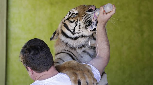 Ary Borges feeds one of his pet tigers. Photo: AP