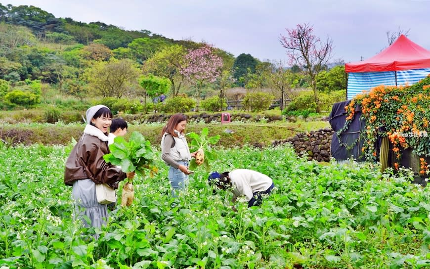 新北｜2024年三芝櫻花季