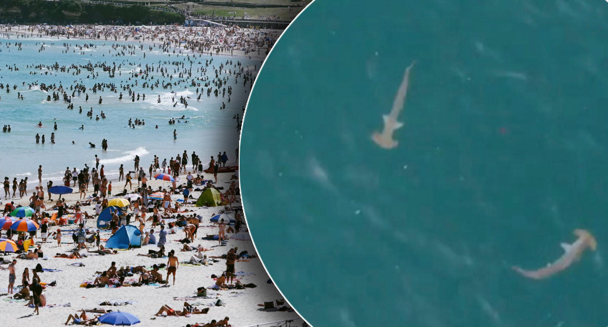 Sharks spotted INSIDE nets at iconic Bondi beach