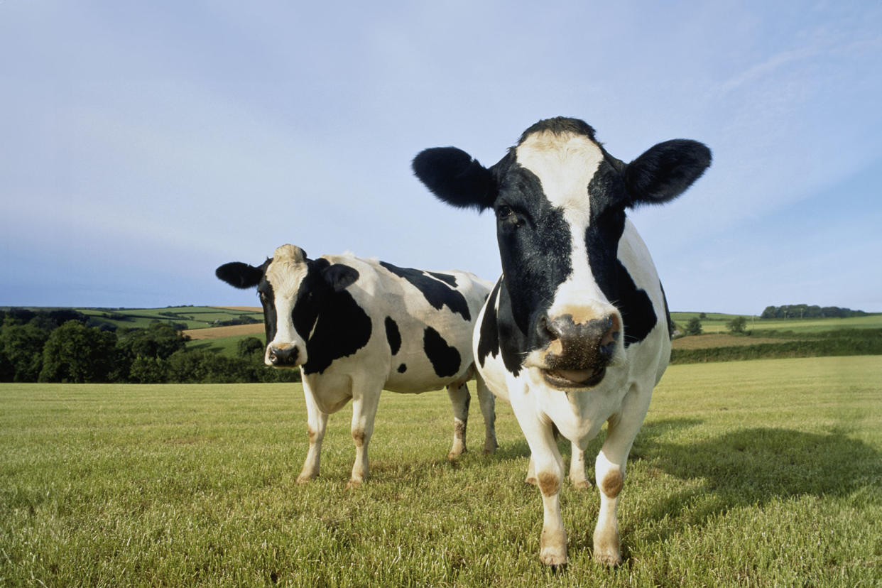 Dairy Cattle Getty Images/Peter Cade