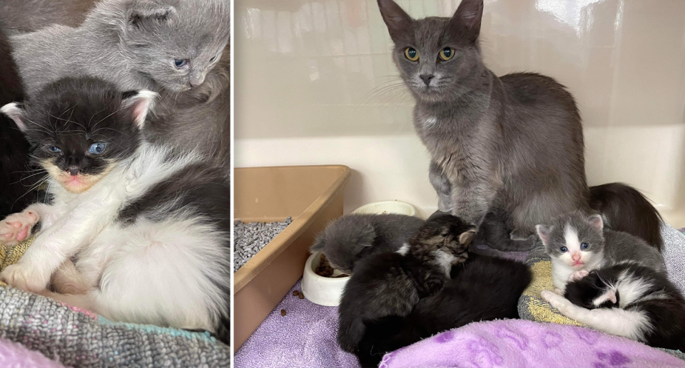 Grey and her kittens will likely cost the shelter more than $2000 to care for. Source: Mini Kitty Commune