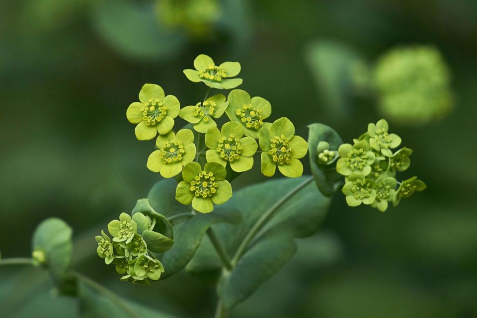 Thoroughwax crescent modestly flowers in a forest glade. Bupleurum falcatum.