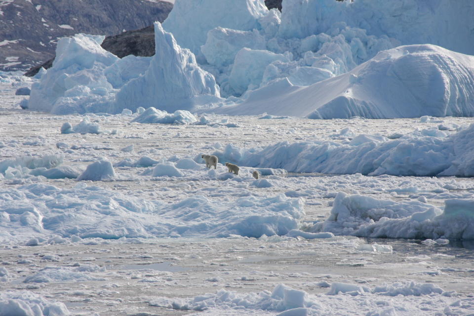 A family of polar bears is seen crossing a glacier in Greenland in 2016. (NASA/Handout via Reuters)