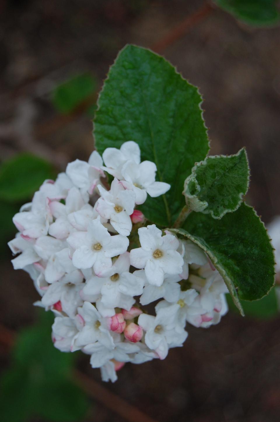 Korean Spice Viburnum - Viburnum carlesii ‘Select S’ (Sugar ‘n SpiceTM), ‘Compactum,' was named the 2024 Theodore Klein Plant Awards Shrub winner.