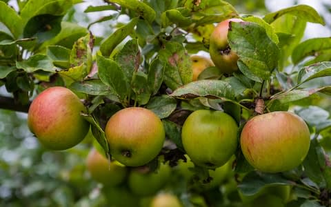 Fresh apples: perfect for cooking with - Credit: Andrew Crowley&nbsp;