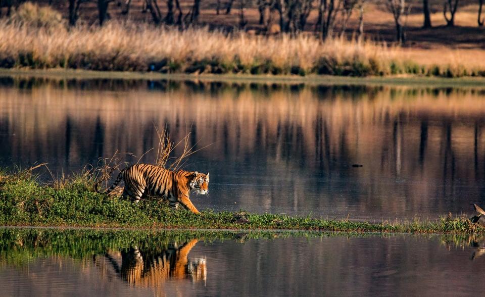 Madhya Pradesh is home to 70 per cent of the world's wild tigers: Getty Images/iStockphoto