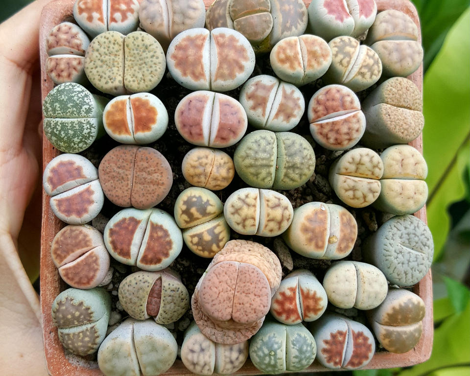 4. Lithops (aka living stones)