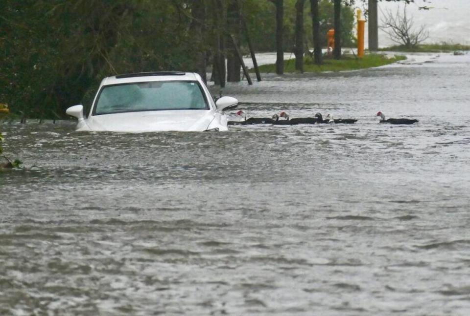 Unos patos pasan flotando junto a un coche varado en una inundación después de que la marejada del huracán Irma en 2017 empujara el agua de la bahía hacia las calles residenciales del vecindario Edgewater de Miami.