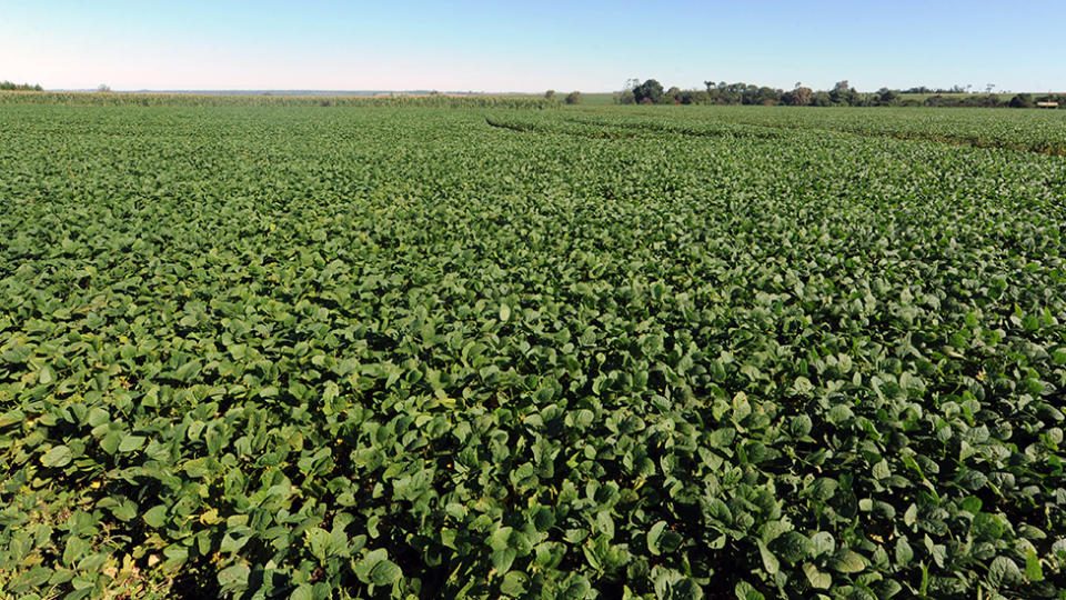 Campo de soja en Paraguay