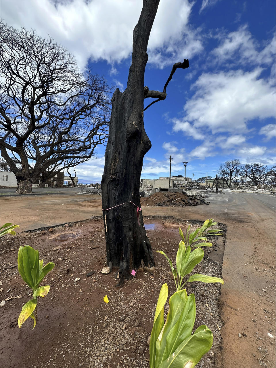 In this photo provided by Hokuao Pellegrino, are burned breadfruit trees - or ulu - in Lahaina, Hawaii, on Sept. 13, 2023. As Lahaina rebuilds in the wake of the deadly Maui wildfire this summer, a volunteer band of arborists, landscapers and farmers hope to use viable root matter extracted from the damaged trees to plant new ones. (Hokuao Pellegrino via AP)