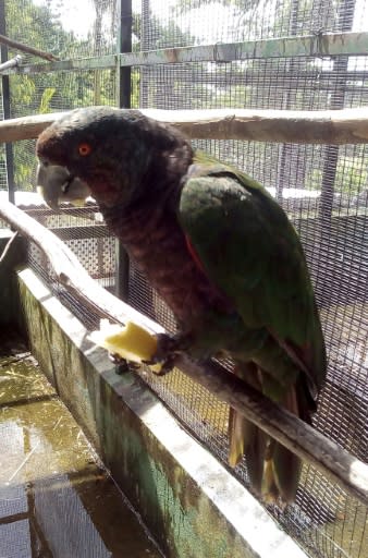 A sisserou parrot, which takes center place in the national flag of Dominica, at the breeding center in Roseau, Dominica