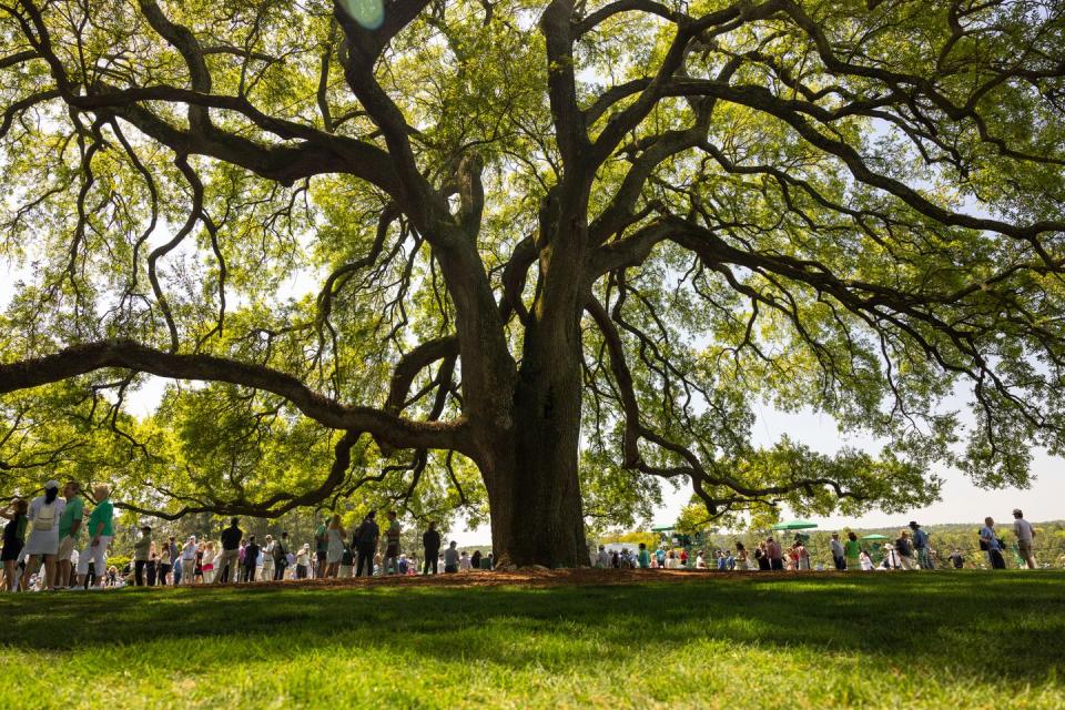 the large mangolia tree at augusta national during the masters golf tournament