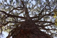 The open canopy of a longleaf pine tree towers over Hitchcock Woods, a private forest in Aiken, S.C., Oct. 17, 2023. Intentional fires known as prescribed burns are necessary for maintaining the longleaf pine ecosystem native to the South. (AP Photo/James Pollard)