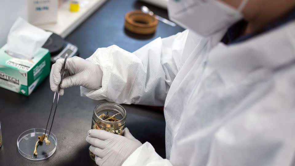 A laboratory researcher removes a Psilocybe mushroom from a container at the Numinus Bioscience lab in Nanaimo. - James MacDonald/Bloomberg/Getty Images