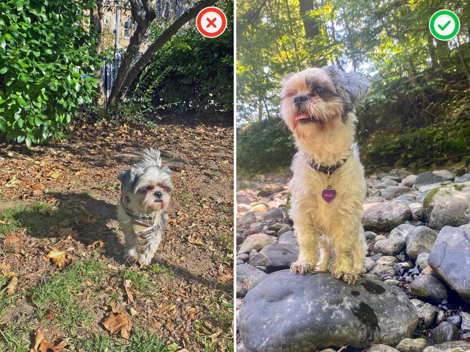 The author photographs her dog from different angles in New York.