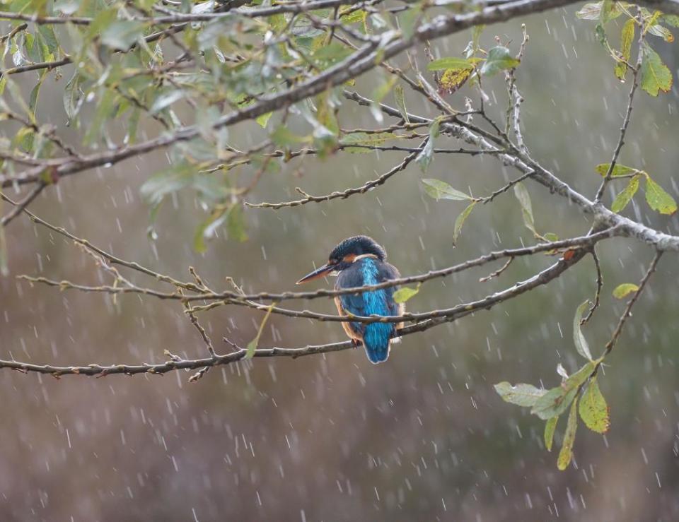 A kingfisher on a branch in the rain