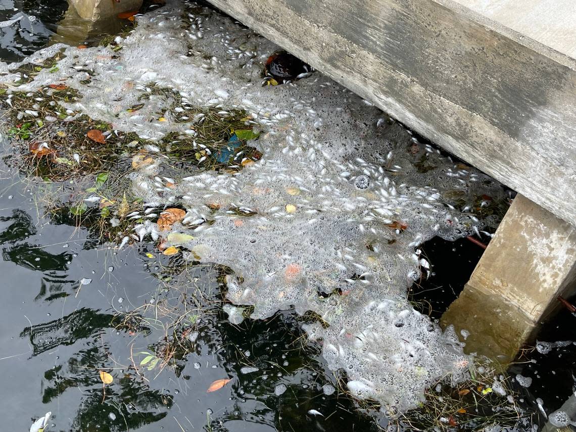 Residents started reporting clumps of dead fish to Miami Waterkeeper Wednesday morning, and officials quickly confirmed it was another major fish kill for Biscayne Bay.