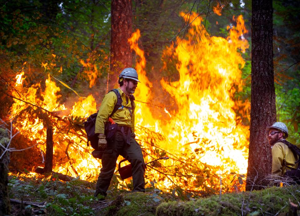 Firefighters work to create a back burn buffer area between the fire and 1928 Road northwest flank of the Cedar Creek Fire east of Oakridge  in September 2022.