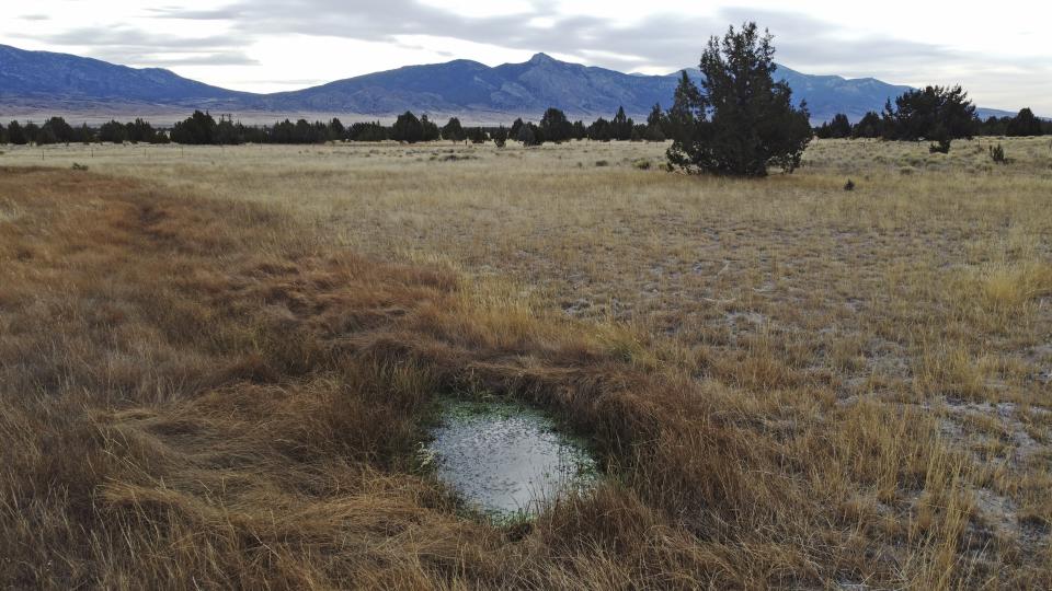 A spring is visible at Bahsahwahbee on Nov. 13, 2023, near Ely, Nev. The lush, high desert oasis is what attracted Native Americans here for millennia, a stark contrast to the killing field it became in the 1800s when whites attacked Native people on the sacred land on several occasions. (AP Photo/Rick Bowmer)