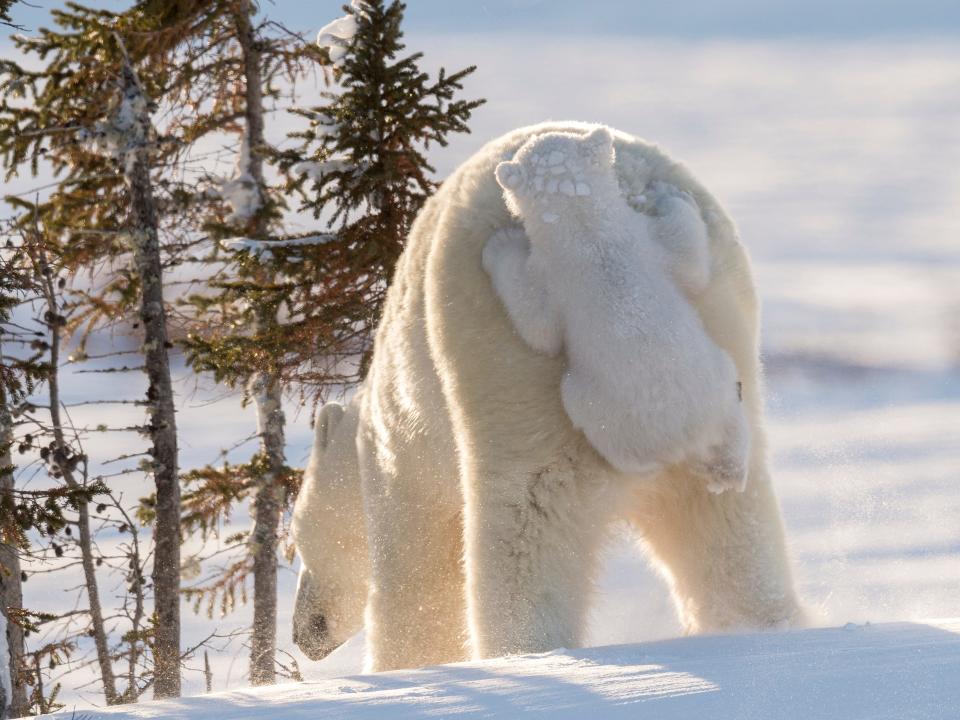 "Hitching A Ride" by Daisy Gilardini. A polar bear cub climbs its mother's back.