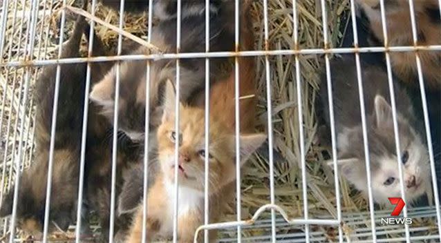 The kittens are in need of a home. Source: 7 News