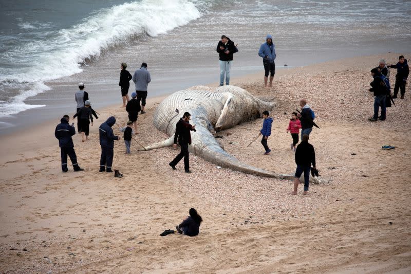 People stand near the body of a dead whale after it washed ashore from the Mediterranean near Nitzanim, Israel