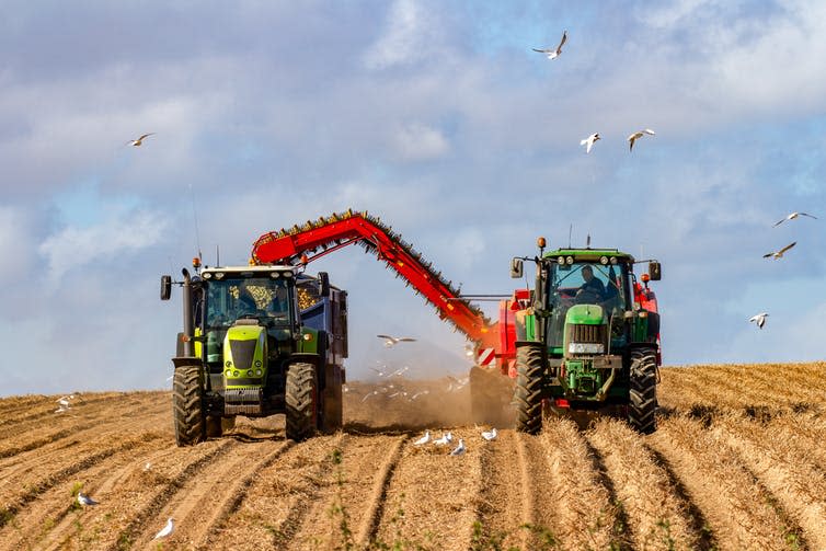 <span class="caption">The UK countryside now offers few good places to eat and rest for turtle doves.</span> <span class="attribution"><a class="link " href="https://www.shutterstock.com/image-photo/farmers-harvesting-potato-crop-autumn-farm-1194113722?src=78f7655b-c14e-4598-9b64-c69b59ad578a-1-2" rel="nofollow noopener" target="_blank" data-ylk="slk:Ian_Sherriffs/Shutterstock;elm:context_link;itc:0;sec:content-canvas">Ian_Sherriffs/Shutterstock</a></span>