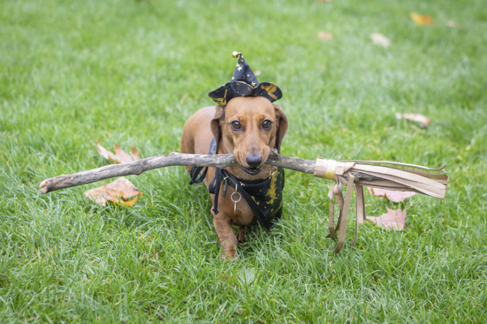 small dog dressed as a witch with a stick that's a broom
