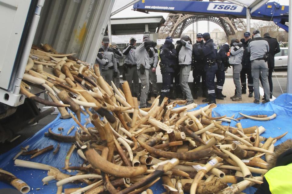 French Customs employees protect themselves from fragments as about 698 elephant tusks are unloaded before being crushed into dust, at the foot of the Eiffel Tower in Paris, Thursday Feb. 6, 2014. France is crushing more than 3 tons of illegal ivory in Europe's first destruction of a stockpile of the banned elephant tusks. Thursday's pulverization is intended to send a message to poachers and traffickers that preservationists hope will help stem the illicit trade that endangers the species' survival. (AP Photo/Remy de la Mauviniere)