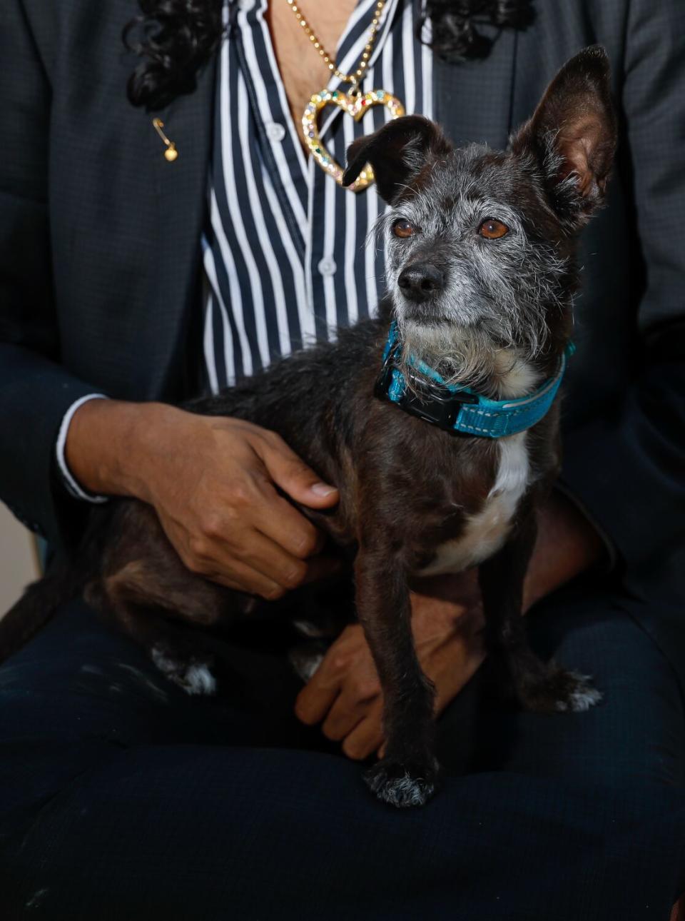 A black and white terrier mix named Pierre is seen in close up against a man's black and white striped shirt