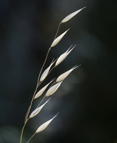 Close-up of grass at the Shelley foreshore. Shot with the E 18-200mm F3.5-6.3 lens set on 178mm. Exposure 1/200 sec; f/6.3; ISO 320 on Shutter Priority mode.