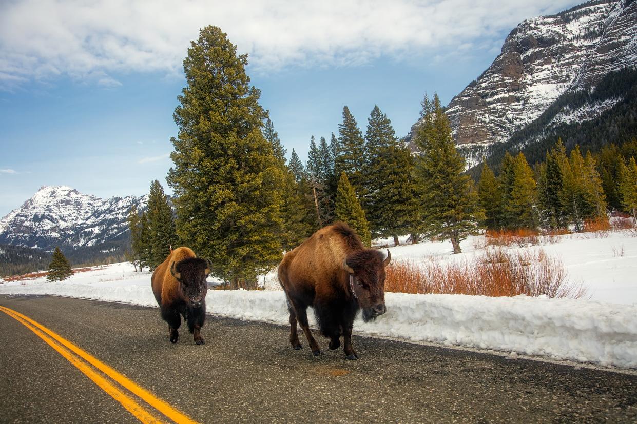 Yellowstone National Park (Pixabay)