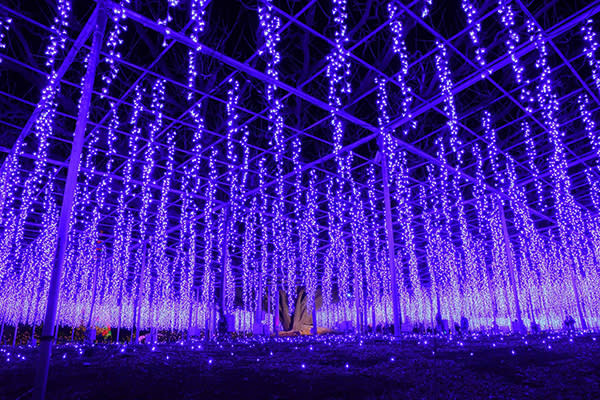 足利花卉公園光之花的庭院 (圖／あしかがフラワーパーク/Ashikaga Flower Park)