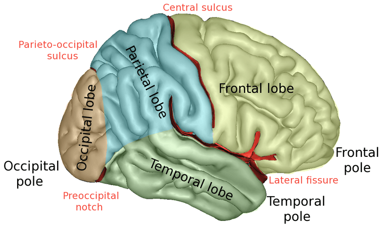 <span class="caption">Brain lobes.</span> <span class="attribution"><span class="source">Sebastian023/wikimedia</span>, <a class="link " href="http://creativecommons.org/licenses/by-sa/4.0/" rel="nofollow noopener" target="_blank" data-ylk="slk:CC BY-SA;elm:context_link;itc:0;sec:content-canvas">CC BY-SA</a></span>