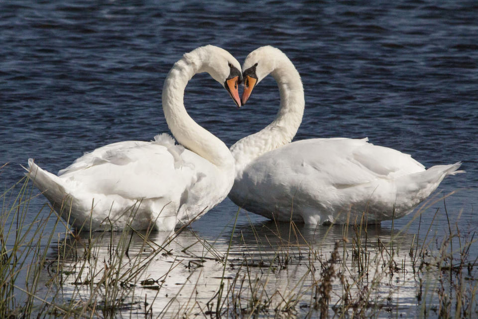Swan Heart at Rutland Waters in October. These extraordinary images, taken by photographers across the globe, show Mother Nature celebrating the big day with iconic heart shapes appearing all over the natural world. The charming pictures capture Mother Natures romantic side and feature several signs of love including an adorable fluffy penguin with a white heart emblazoned on its chest. Other natural displays include a flamingo creating a heart shape with its white and pink plumage and two swans which appear to kiss as they form a heart shape with their necks. (PIC FROM HANS DAVIS / CATERS NEWS)