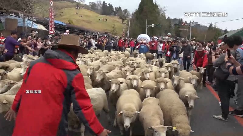 疫情加劇，今年清境農場活動「奔羊節」也將取消。（圖／資料照）