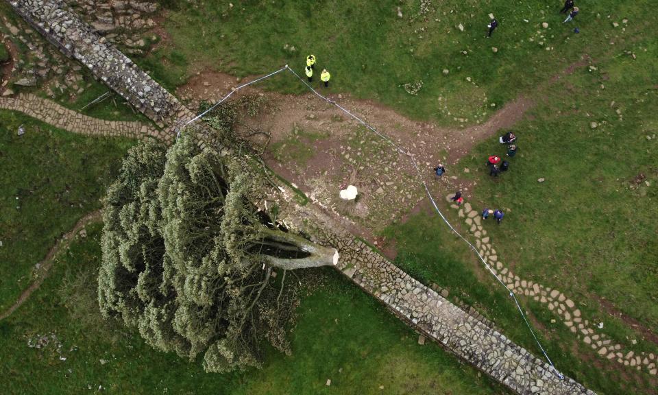 An aerial view shows the felled Sycamore Gap tree, along Hadrian's Wall, near Hexham, northern England on September 28, 2023 (AFP via Getty Images)