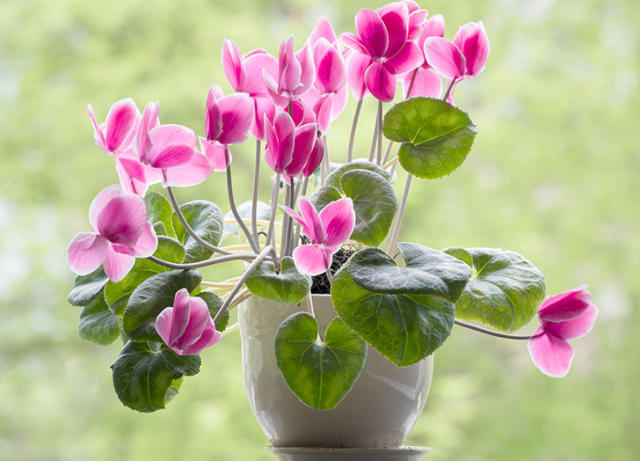 18 Flowering Houseplants That Last Way Longer Than Any Bouquet