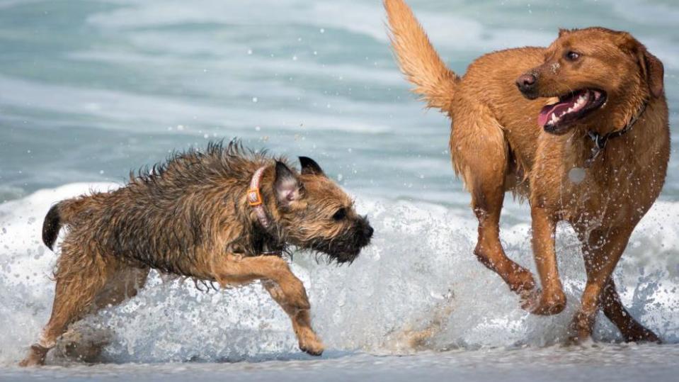 Two dogs in the sea