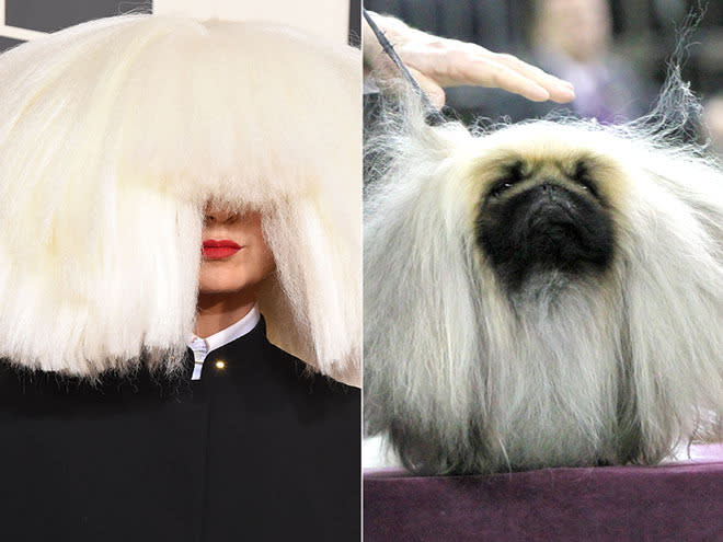 SIA & PEKINGESE