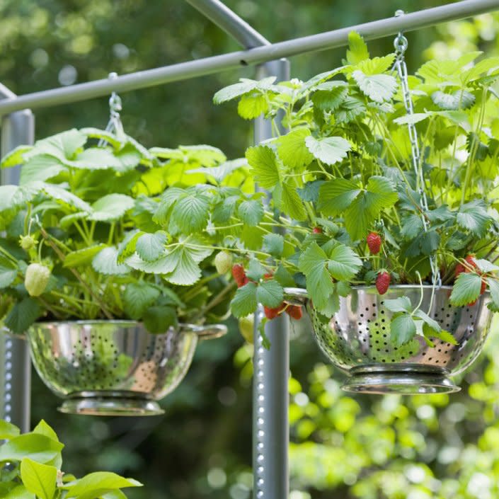  Strawberries growing in colander hanging baskets. 