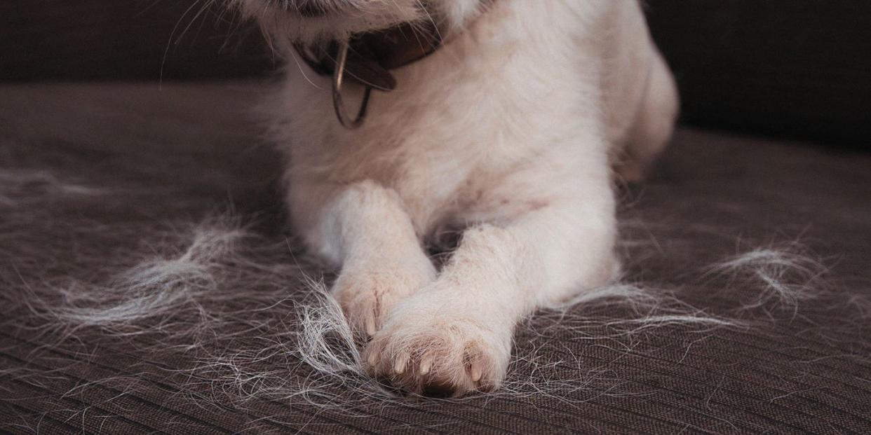 best vacuums for pet hair