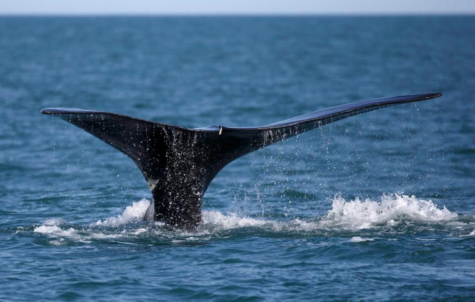 In this Wednesday March 28, 2018 photo, a North Atlantic right whale feeds on the surface of Cape Cod Bay off the coast of Plymouth, Mass. A study of vessel speeds in the Cabot Strait shows that two-thirds are not complying with a voluntary speed restriction meant to protect critically endangered North Atlantic right whales that migrate through the area. 