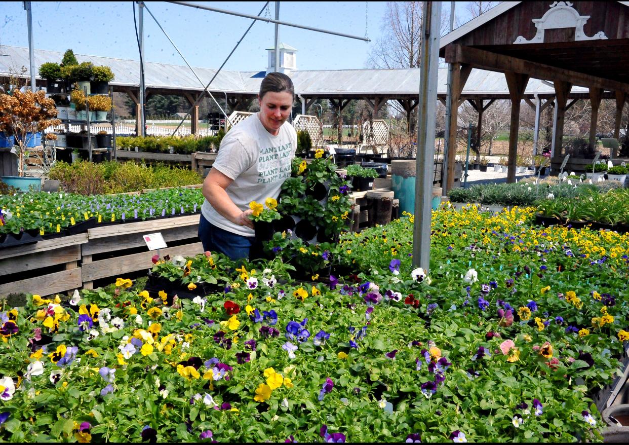 Tiffany (Buchwalter) Sustar works with a large table of blooming pansy plants available for sale at Buchwalter Greenhouse in Wayne County's Green Township.