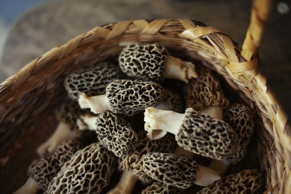 morel mushrooms