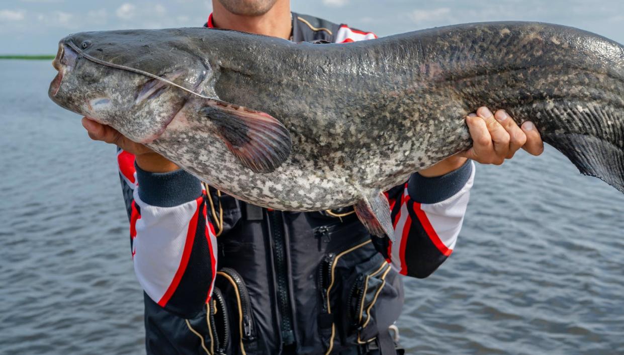 <span class="caption">You should see the one that got away.</span> <span class="attribution"><a class="link " href="https://www.shutterstock.com/image-photo/happy-fisherman-big-catfish-trophy-boat-1154538595" rel="nofollow noopener" target="_blank" data-ylk="slk:FedBul/Shutterstock.com;elm:context_link;itc:0;sec:content-canvas">FedBul/Shutterstock.com</a></span>