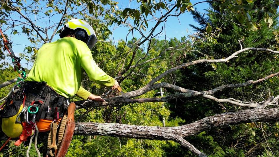 A Treeist crew member perches on a branch while pruning smaller limbs from a tree.