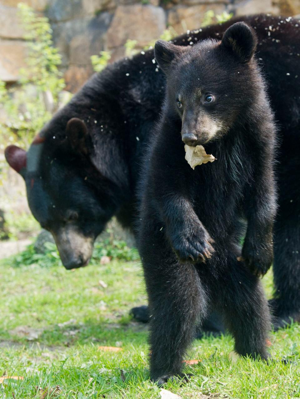 A black bear stands with his mother in the bear enclosure at Tierpark in Berlin, on April 30, 2013.