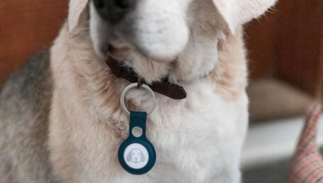 Hængsel flaske tæmme Why You Shouldn't Use Airtag to Track Your Dog